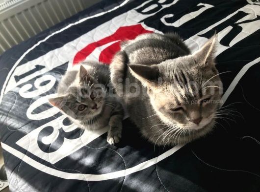 British Shorthair Dişi görsel