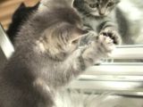 British Shorthair Dişi