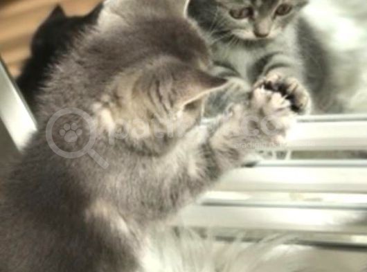British Shorthair Dişi görsel