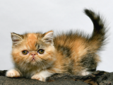 2 Aylık Erkek Ve Dişi Exotic Shorthair Yavrular