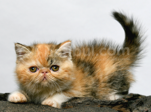 2 Aylık Erkek ve Dişi Exotic Shorthair Yavrular
