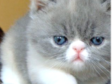 2 Aylık Erkek Ve Dişi Exotic Shorthair Yavrular