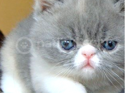 2 Aylık Erkek Ve Dişi Exotic Shorthair Yavrular görsel