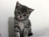 British Shorthair Dişi