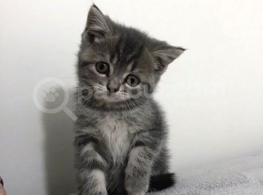 British Shorthair Dişi görsel