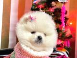 Ayı Surat Sevimli Boo Pomeranian Yavrular