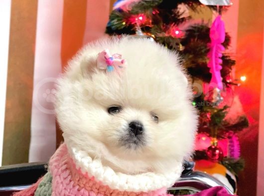 Ayı Surat Sevimli Boo Pomeranian Yavrular görsel