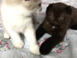 Çok Tatlı Ve Oyuncular