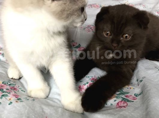Çok Tatlı Ve Oyuncular görsel