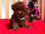 Red Brown Toy Poodle Yavrular