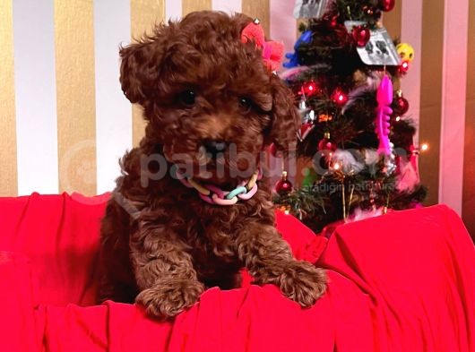 Red Brown Toy Poodle Yavrular