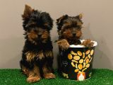 Yorkshireterrier yavrularımız