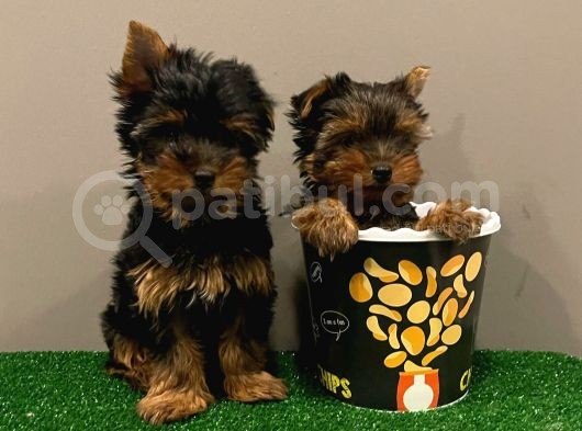 Yorkshireterrier Yavrularımız