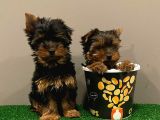 Yorkshireterrier Yavrularımız