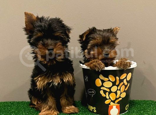 Yorkshireterrier Yavrularımız görsel