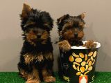 Yorkshireterrier Yavrularımız