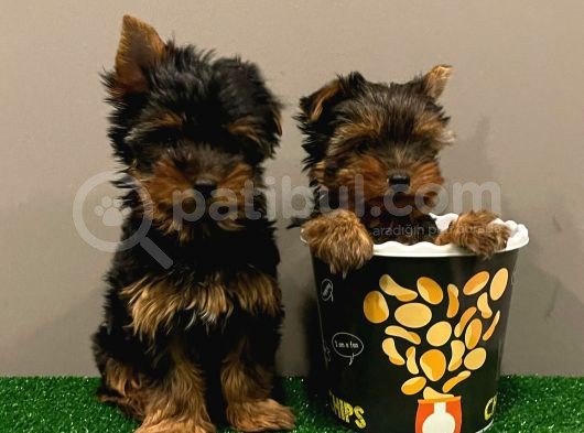 Yorkshireterrier Yavrularımız görsel