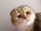 Scottish Fold Golden