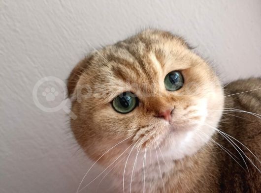 Scottish Fold Golden görsel