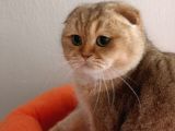 Scottish Fold Golden