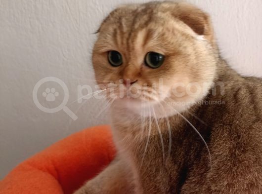Scottish Fold Golden görsel