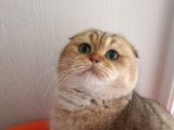 Scottish Fold Golden