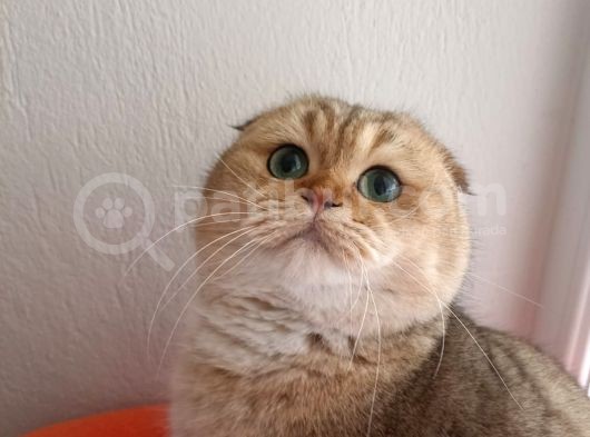 Scottish Fold Golden