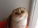 Scottish Fold Golden