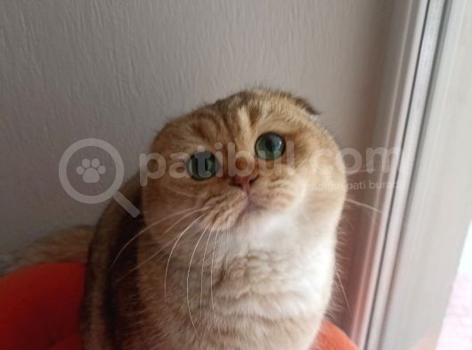 Scottish Fold Golden görsel