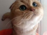 Scottish Fold Golden