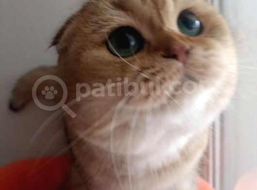 Scottish Fold Golden görsel