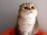 Scottish Fold Golden