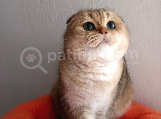 Scottish Fold Golden görsel