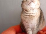 Scottish Fold Golden