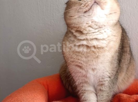 Scottish Fold Golden görsel