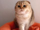 Scottish Fold Golden