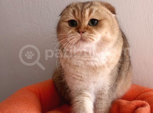 Scottish Fold Golden görsel