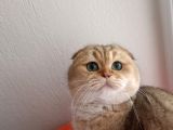 Scottish Fold Golden