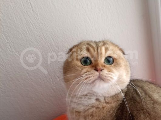 Scottish Fold Golden görsel