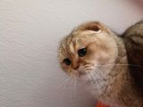 Scottish Fold Golden