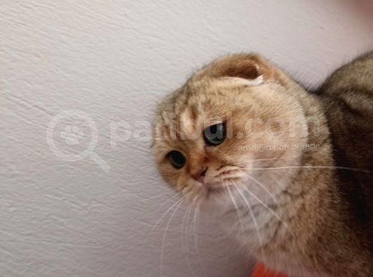 Scottish Fold Golden görsel
