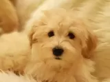 Afacan Tüy Yumakları Wc Eğitimli Maltipoo Yavrularımız