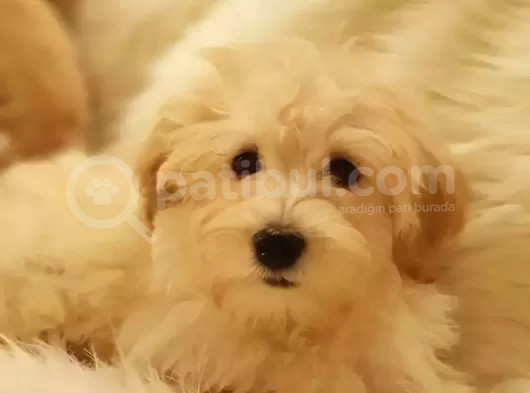 Afacan Tüy Yumakları Wc Eğitimli Maltipoo Yavrularımız görsel