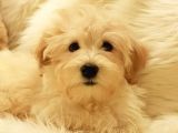 Afacan tüy yumakları Wc eğitimli maltipoo yavrularımız