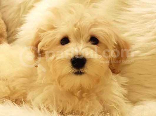 Afacan Tüy Yumakları Wc Eğitimli Maltipoo Yavrularımız