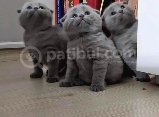 Sevdiklerinize En Şirin Yeniyıl Hediyesi görsel