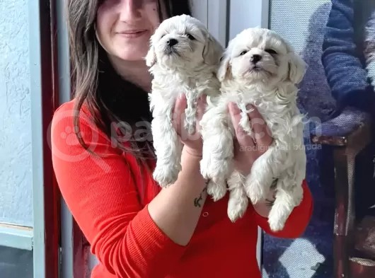 Maltese Yavrular (Bursa Köpek Okulu)