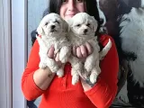 Maltese Yavrular (Bursa Köpek Okulu)