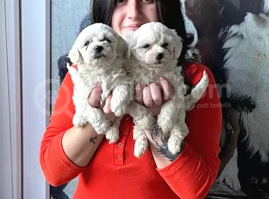 Maltese Yavrular (Bursa Köpek Okulu) görsel