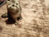 British Shorthair Erkek Yavrular